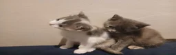 British Shorthair cats for sale: British shorthair kittens - Advert 7