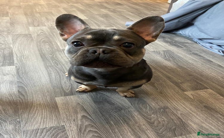 French Bulldog dogs - Advert 1