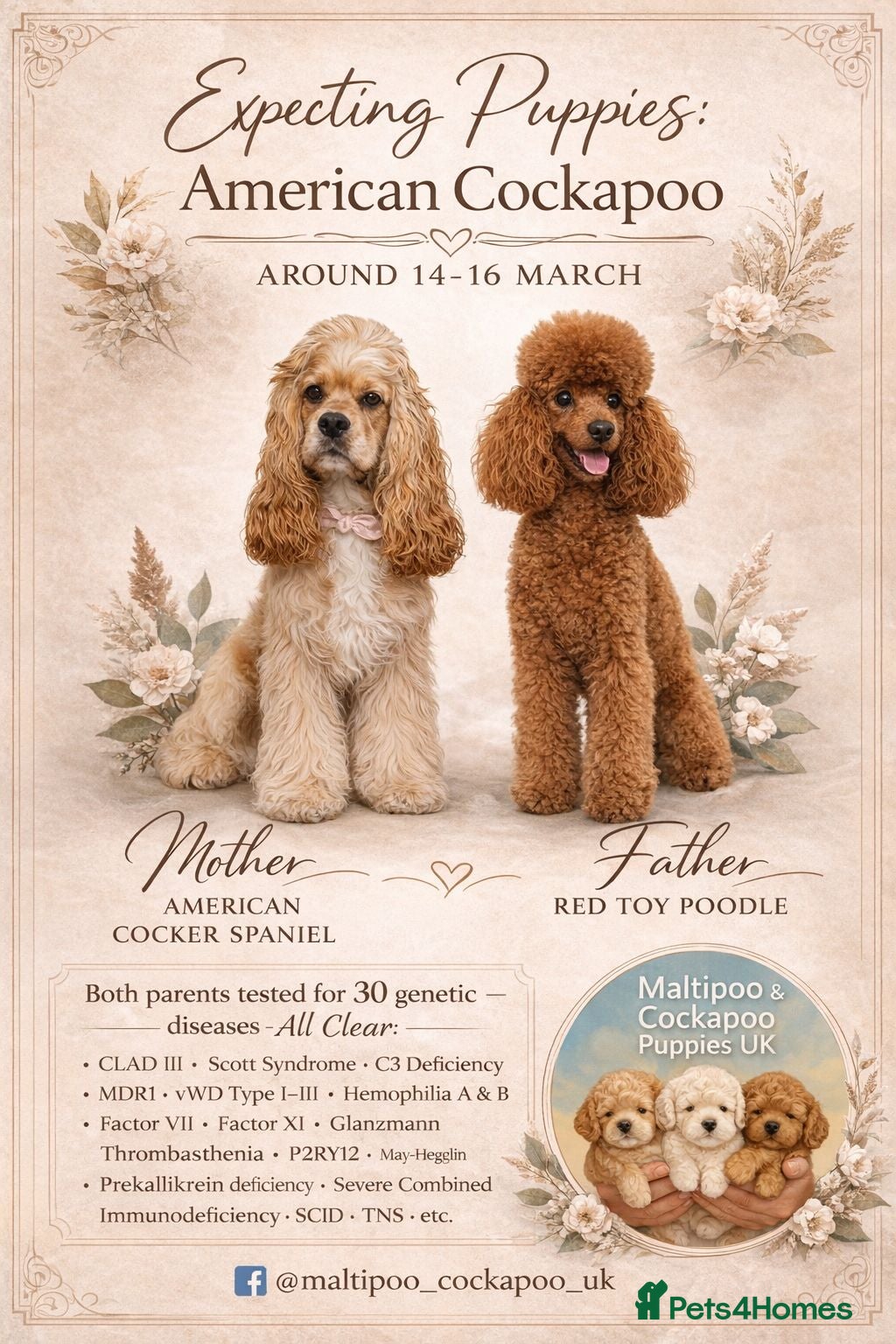Cockapoo dogs American Cockapoo Puppies Expected - Advert 14