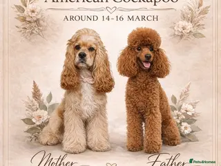 Cockapoo dogs American Cockapoo Puppies Expected - Advert 14