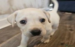 Labrador Retriever dogs for sale: Beautiful litter of yellow labrador retrievers - Image 10