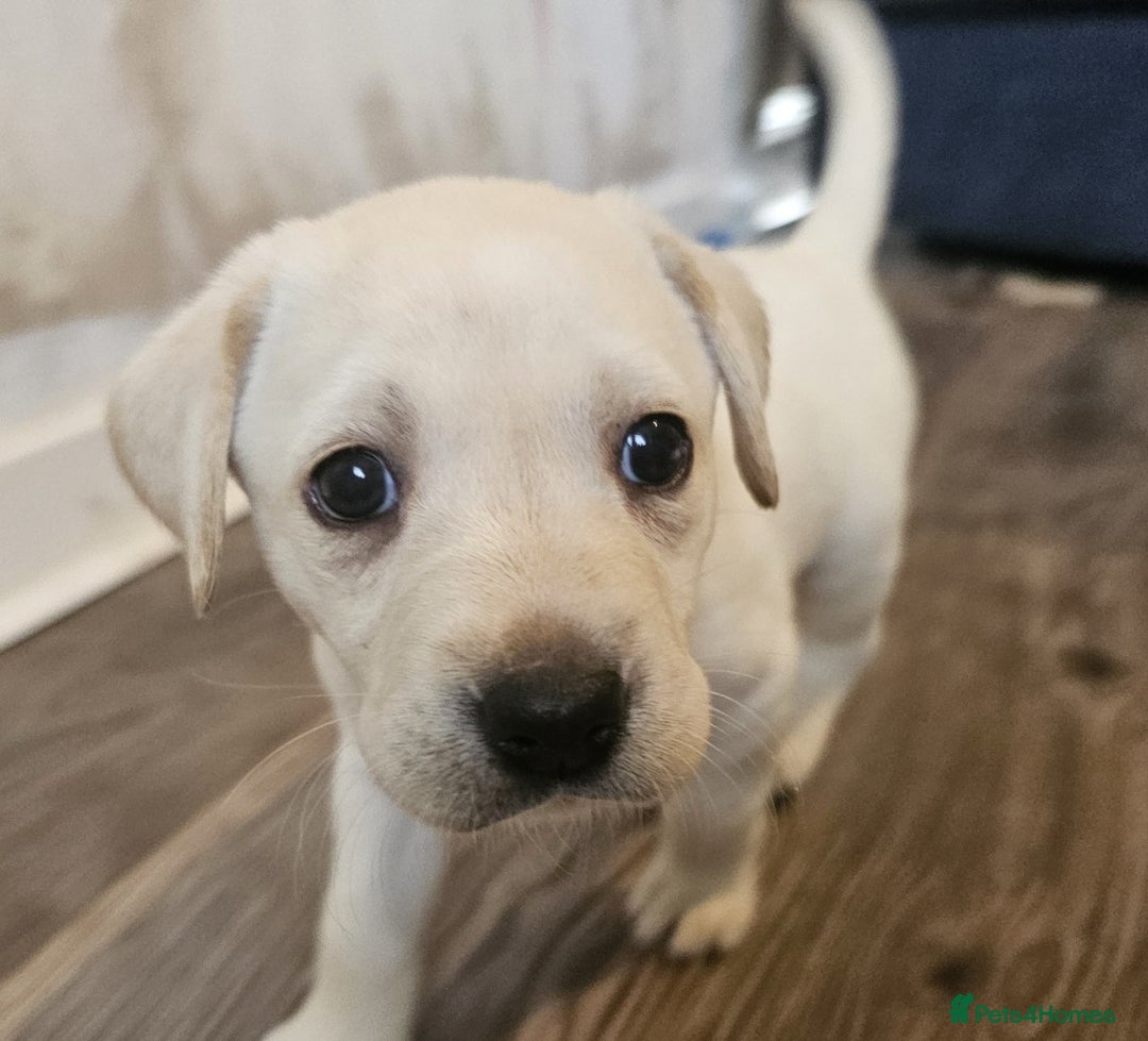 Labrador Retriever dogs for sale: Beautiful litter of yellow labrador retrievers - Image 10