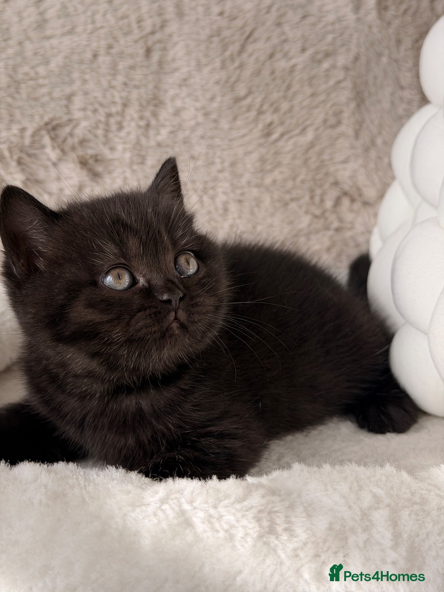 British Shorthair cats 🏆Champions line🏆BSH Kittens Tica reg  - Advert 1