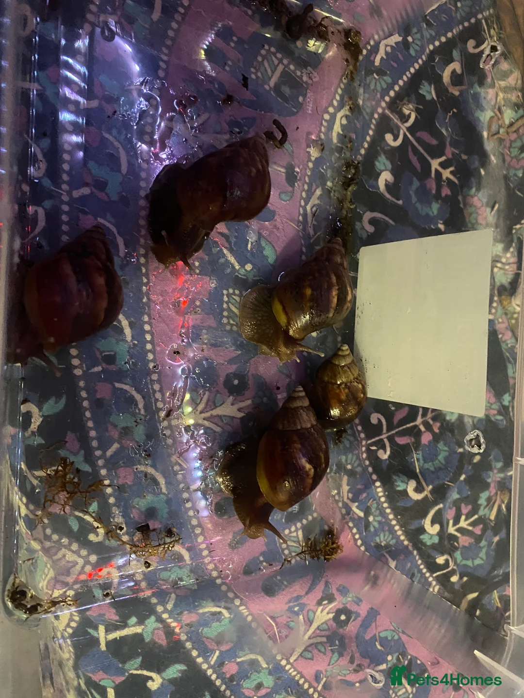 Snails invertebrates for sale: Giant African land snails  - Advert 12