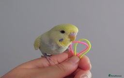 Budgerigars birds for sale: Hand reared silly tame baby budgies  - Image 5