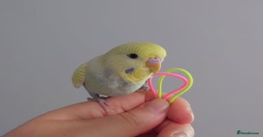 Budgerigars birds - Advert 3