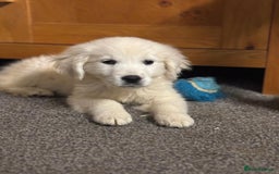 Golden Retriever dogs for sale: Beautiful golden retriever girl  - Image 4