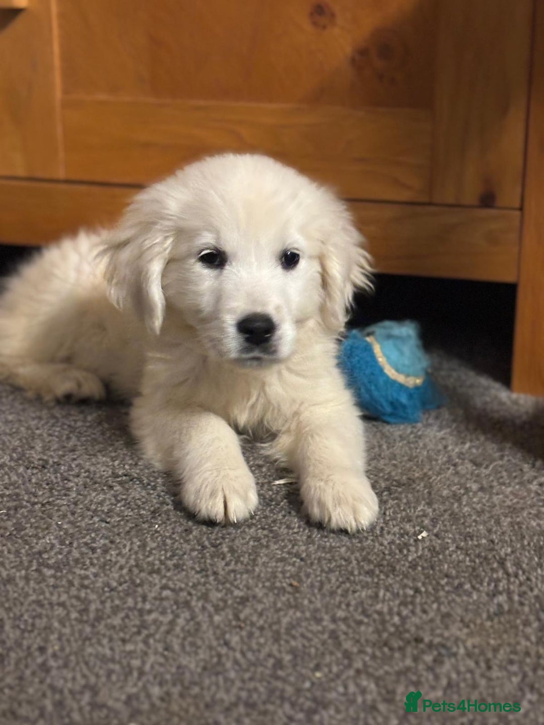 Golden Retriever dogs for sale: Beautiful golden retriever girl  - Image 4