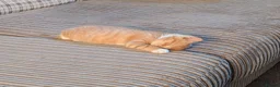Mixed Breed cats for sale: 2 male kittens  - Advert 4