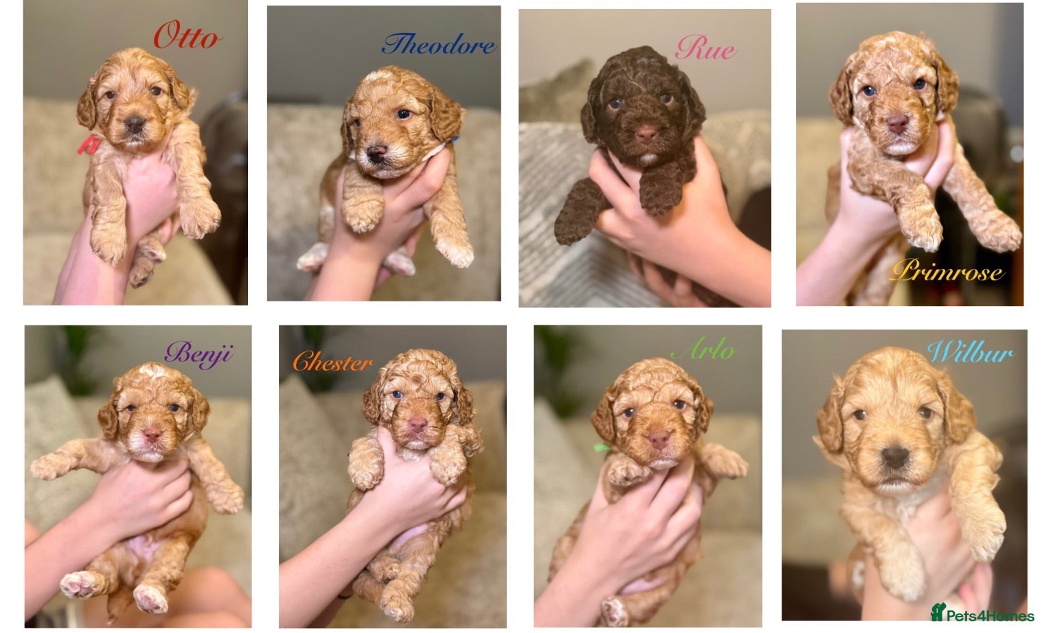Labradoodle dogs 🐾 Health Tested F1B Mini Labradoodle Puppies 🐾 - Advert 1