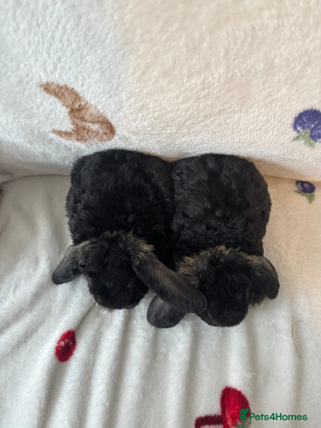 Mini Lop rabbits for sale: ✨Mini plush lop babies available to reserve ✨ - Advert 2