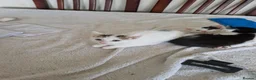 Mixed Breed cats for sale: Adorable kittens for sale  - Advert 31