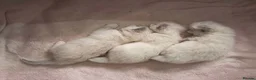 Ragdoll cats for sale: 3 kittens, 5 weeks old - Advert 9
