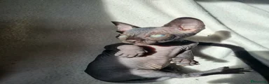 Sphynx 1