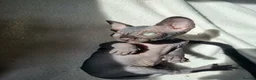 Sphynx cats for sale: Misss in Newcastle upon Tyne - Advert 2