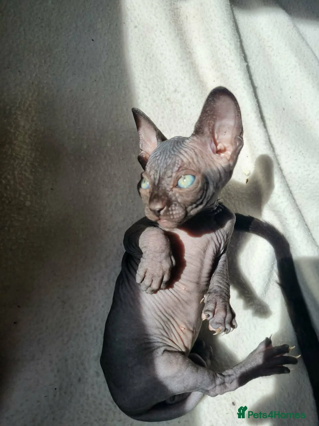 Sphynx cats for sale: Misss in Newcastle upon Tyne - Advert 2
