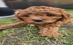 Cavapoo dogs for sale: Cavapoo dna clear  - Image 7