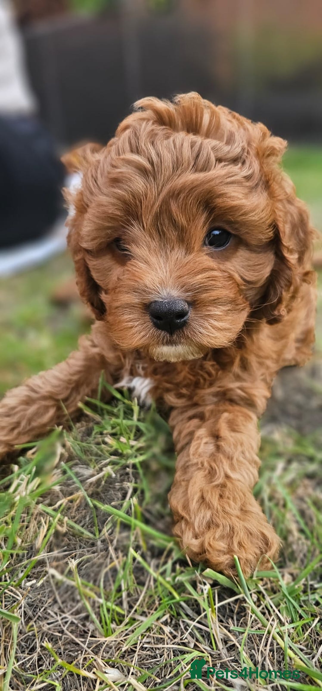 Cavapoo dogs for sale: Cavapoo dna clear  - Image 7