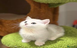 Munchkin cats for sale: Super stunning & rare Minuet - Image 17