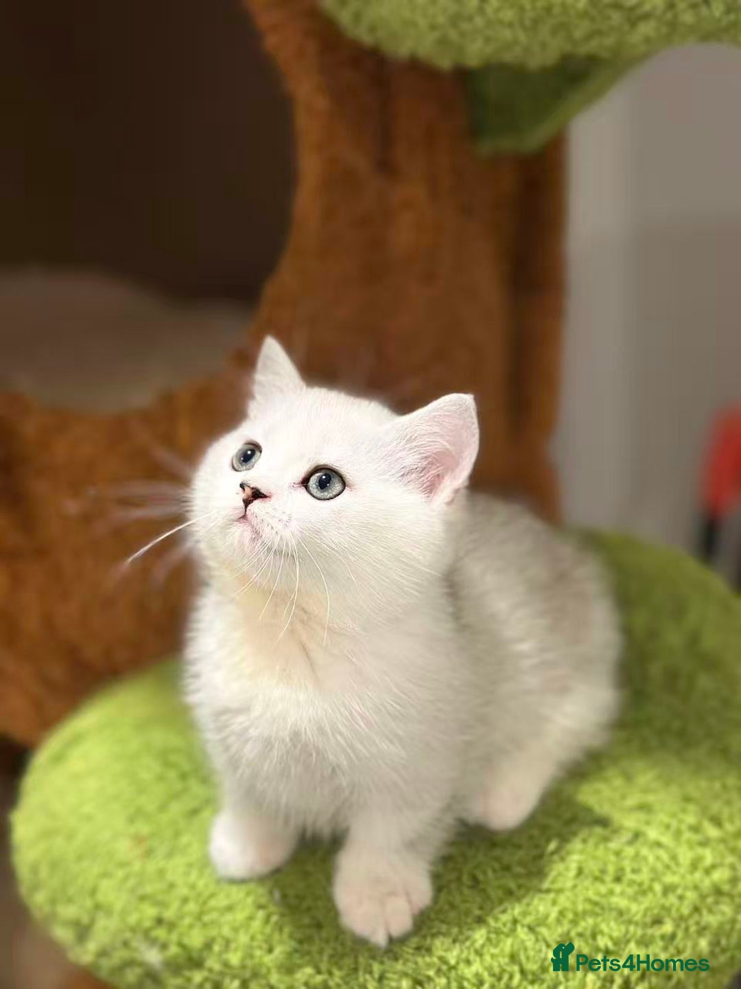 Munchkin cats for sale: Super stunning & rare Minuet - Image 17