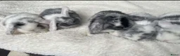Netherland Dwarf rabbits for sale: PedigreeNetherland dwarfs and Mini Lops available - Advert 2