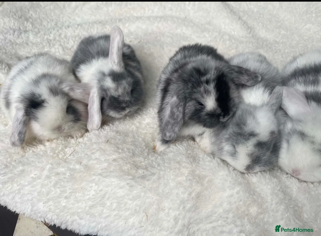 Netherland Dwarf rabbits for sale: PedigreeNetherland dwarfs and Mini Lops available - Advert 2