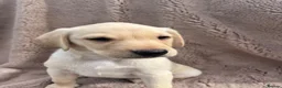 Labrador Retriever dogs for sale: Beautiful bouncy yellow Labrador puppies - Advert 5