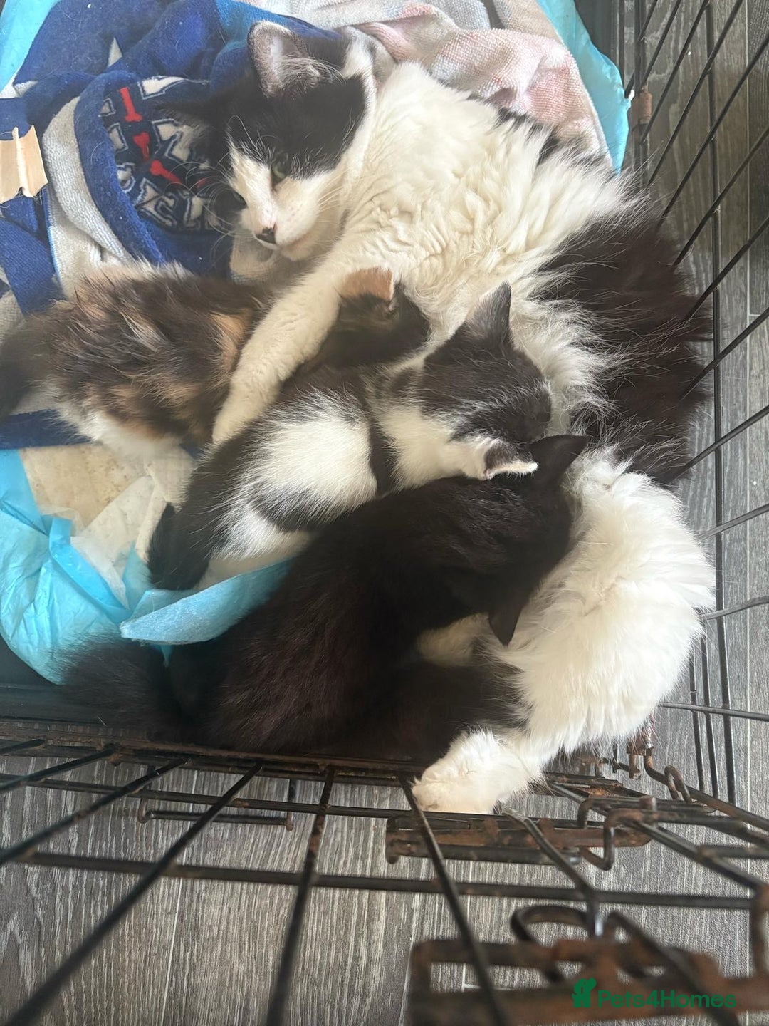 Norwegian Forest Cat cats for sale: NORWEGIAN FOREST KITTENS  - Image 6
