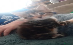 Bengal cats for sale: Bengal cross kittens  - Image 10