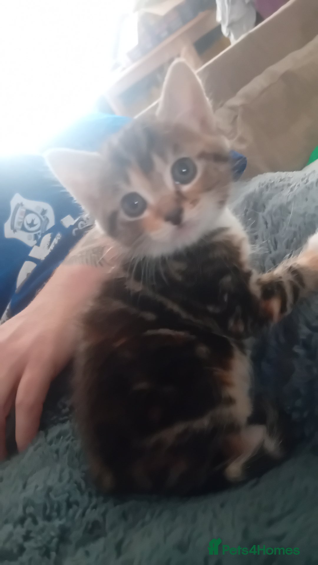Bengal cats for sale: Bengal cross kittens  - Image 10