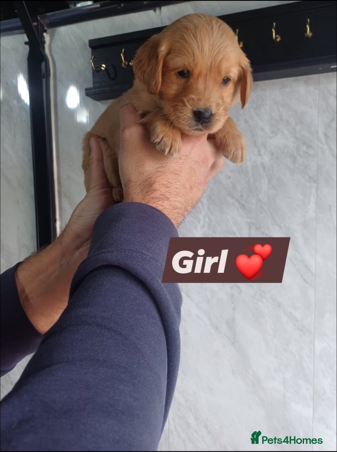 Labrador Retriever dogs for sale: READY TO LEAVE NOW KC registered golden retrievers - Advert 7