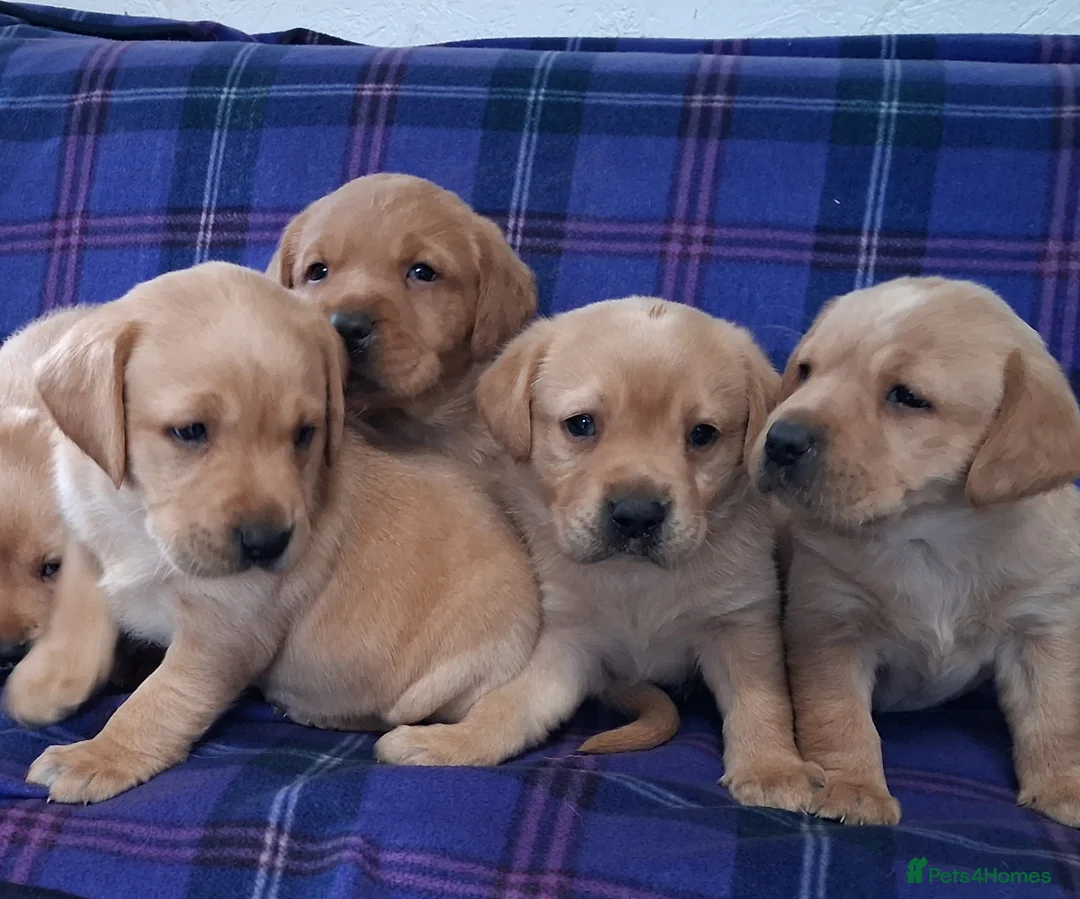 Labrador Retriever dogs for sale: Adorable Golden Labrador Puppies  - Advert 1