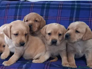 Labrador Retriever dogs Adorable Golden Labrador Puppies - Advert 1