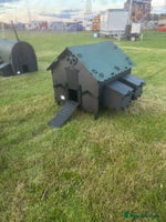 Chickens poultry - Advert 5