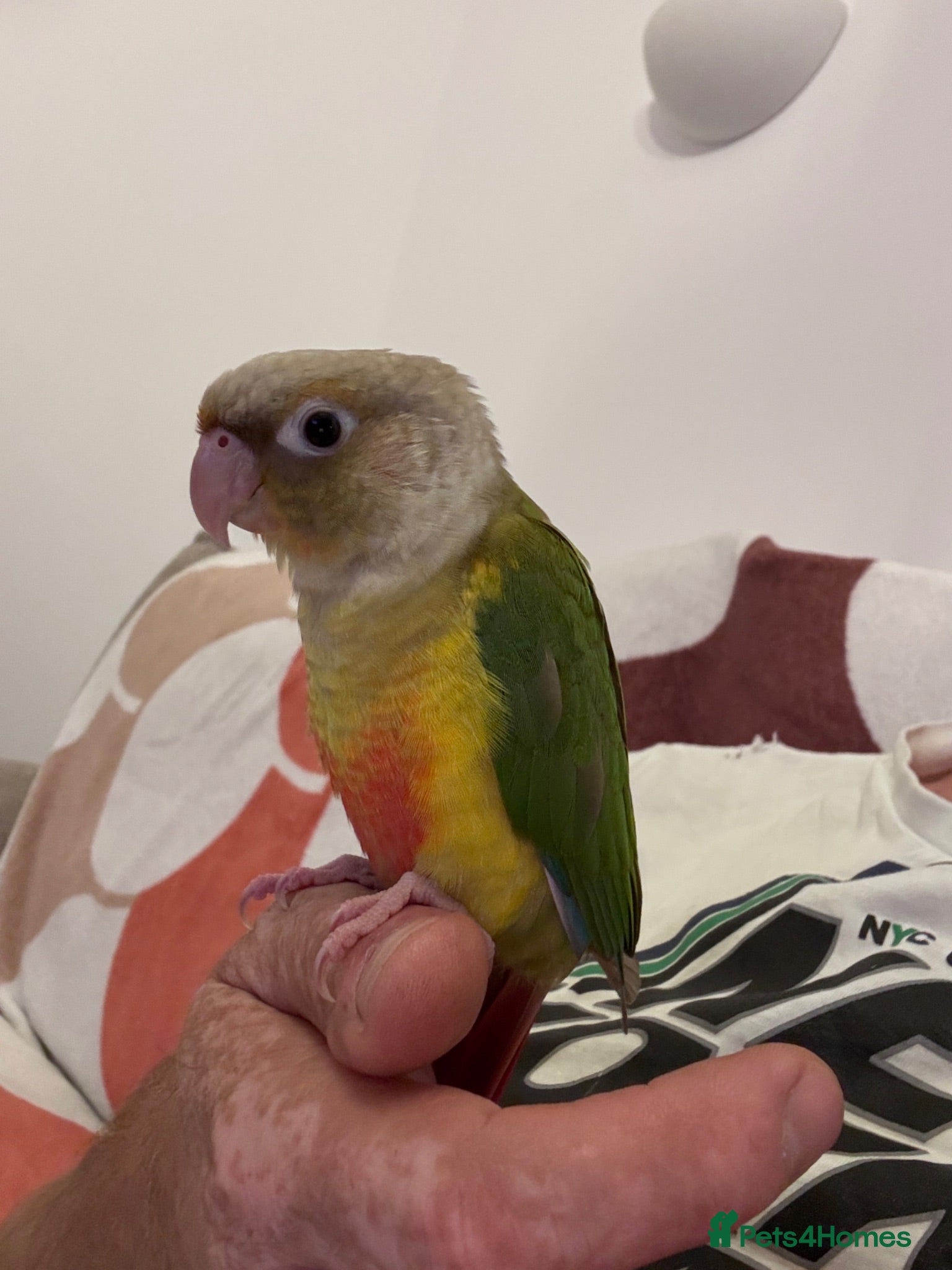 Conures birds Hand reared baby conure - Advert 1