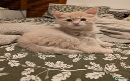 Mixed Breed cats for sale: Fluffy Cream BSH Mixed Breed Male Kitten - Image 3