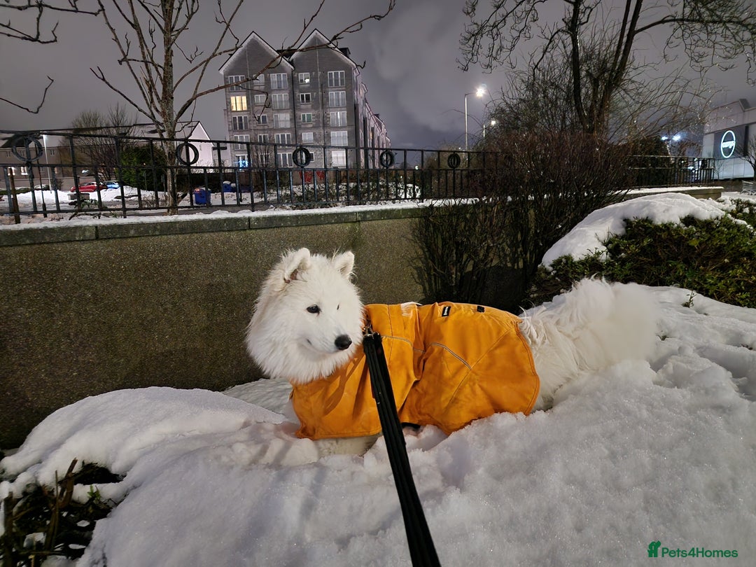 Samoyed dogs for sale: 7 month old Samoyed - Advert 3