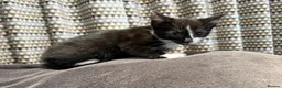 Mixed Breed cats for sale: READY NOW Girls - Advert 3
