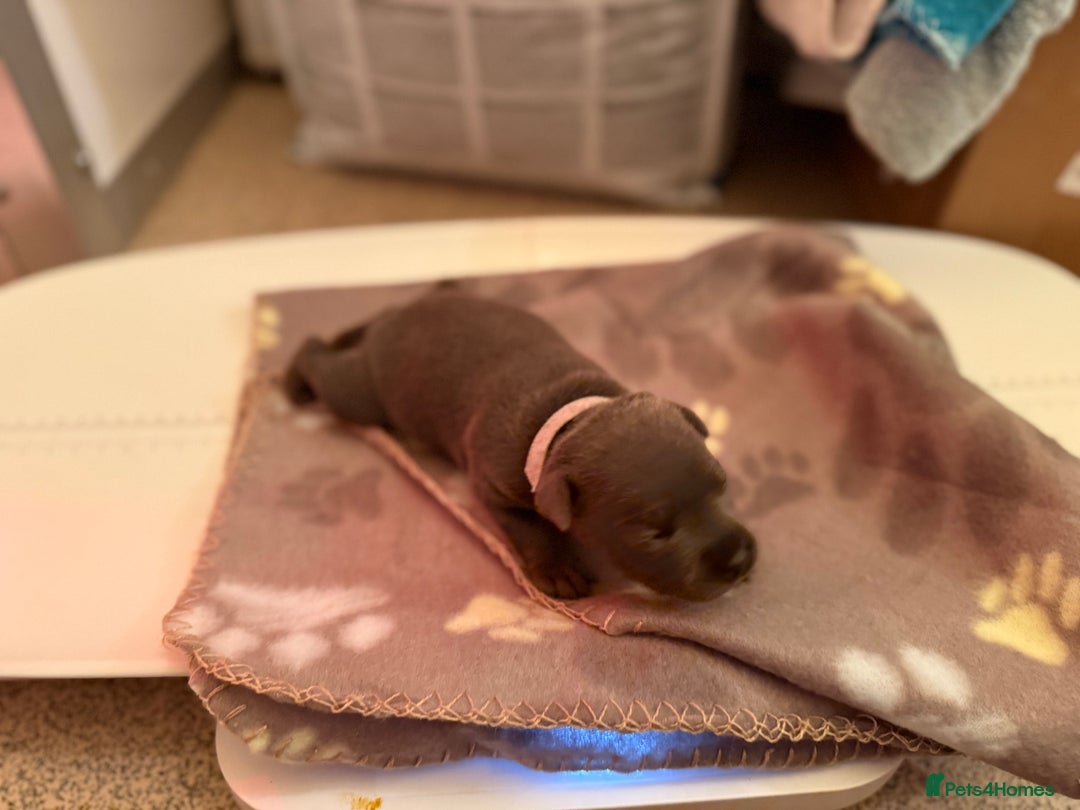 Staffordshire Bull Terrier dogs for sale: 🏆4 multi int champion Zeus Kante Pups for sale 🏆 - Image 6