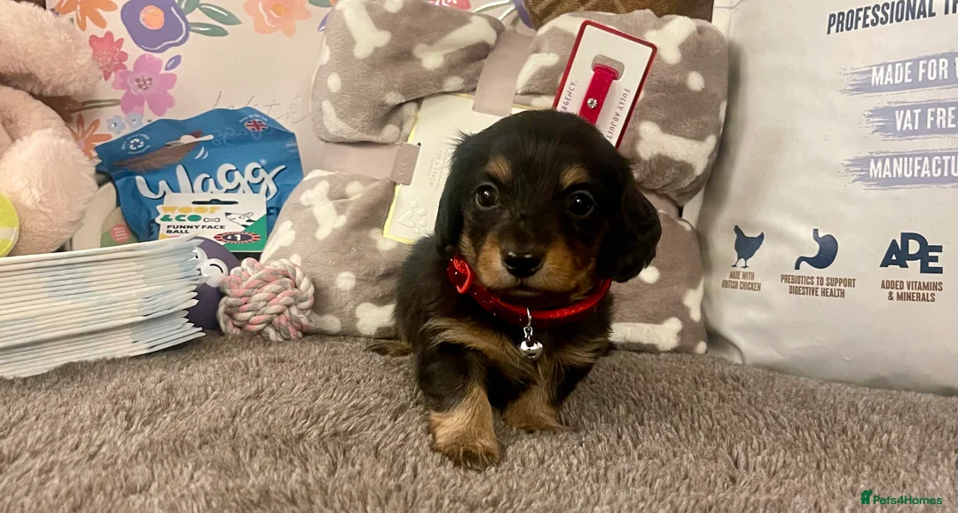 Miniature Dachshund dogs for sale: Kc pra clear mini long dachshund pups - Advert 6