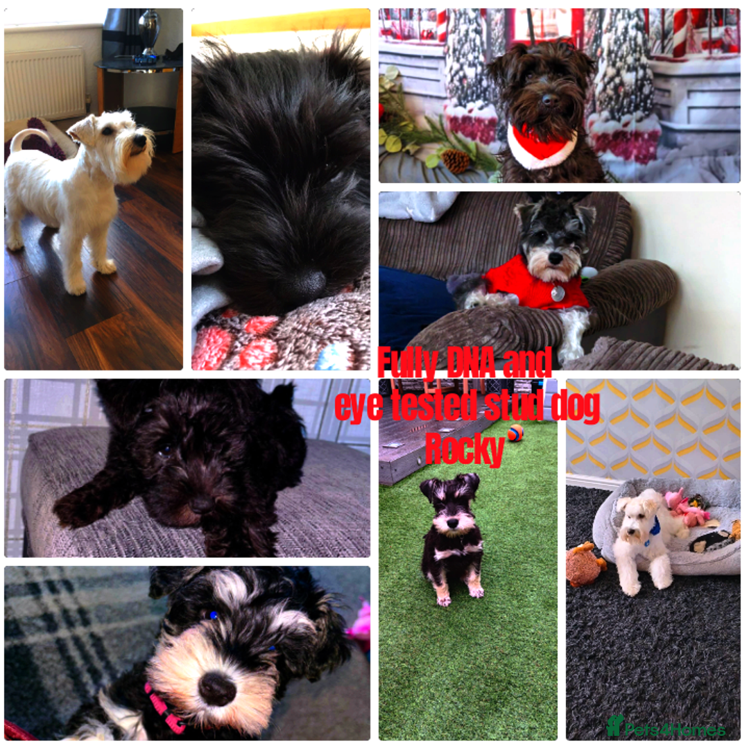 Miniature Schnauzer dogs for stud: Rockybobs Miniature Schnauzer: Fully health tested in Manchester - Advert 4