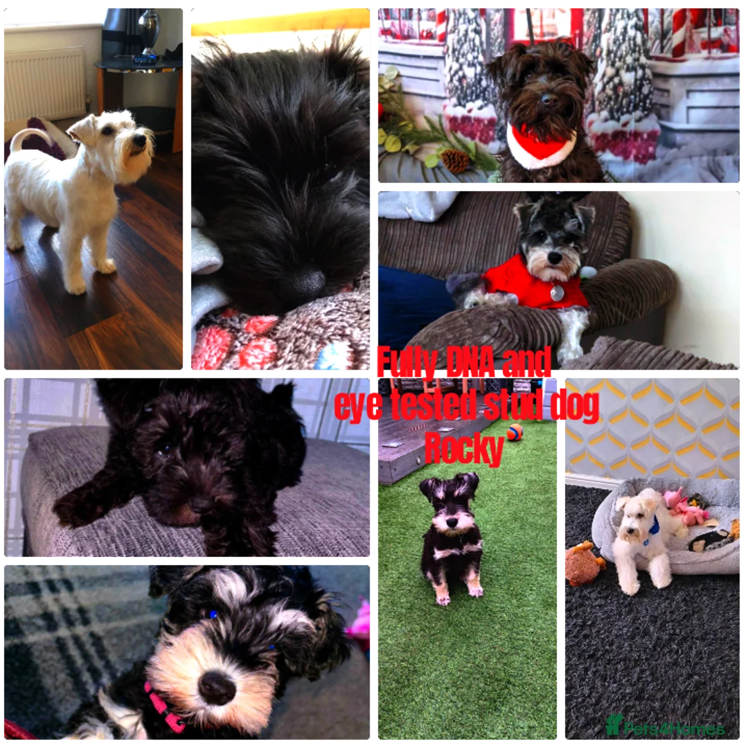 Miniature Schnauzer dogs for stud: Rockybobs Miniature Schnauzer: Fully health tested in Manchester - Advert 4