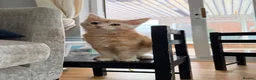 Maine Coon cats for sale: XL TICA Maine coon kittens - Advert 11
