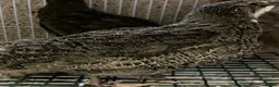Quail poultry for sale: Japanese quails  - Advert 9
