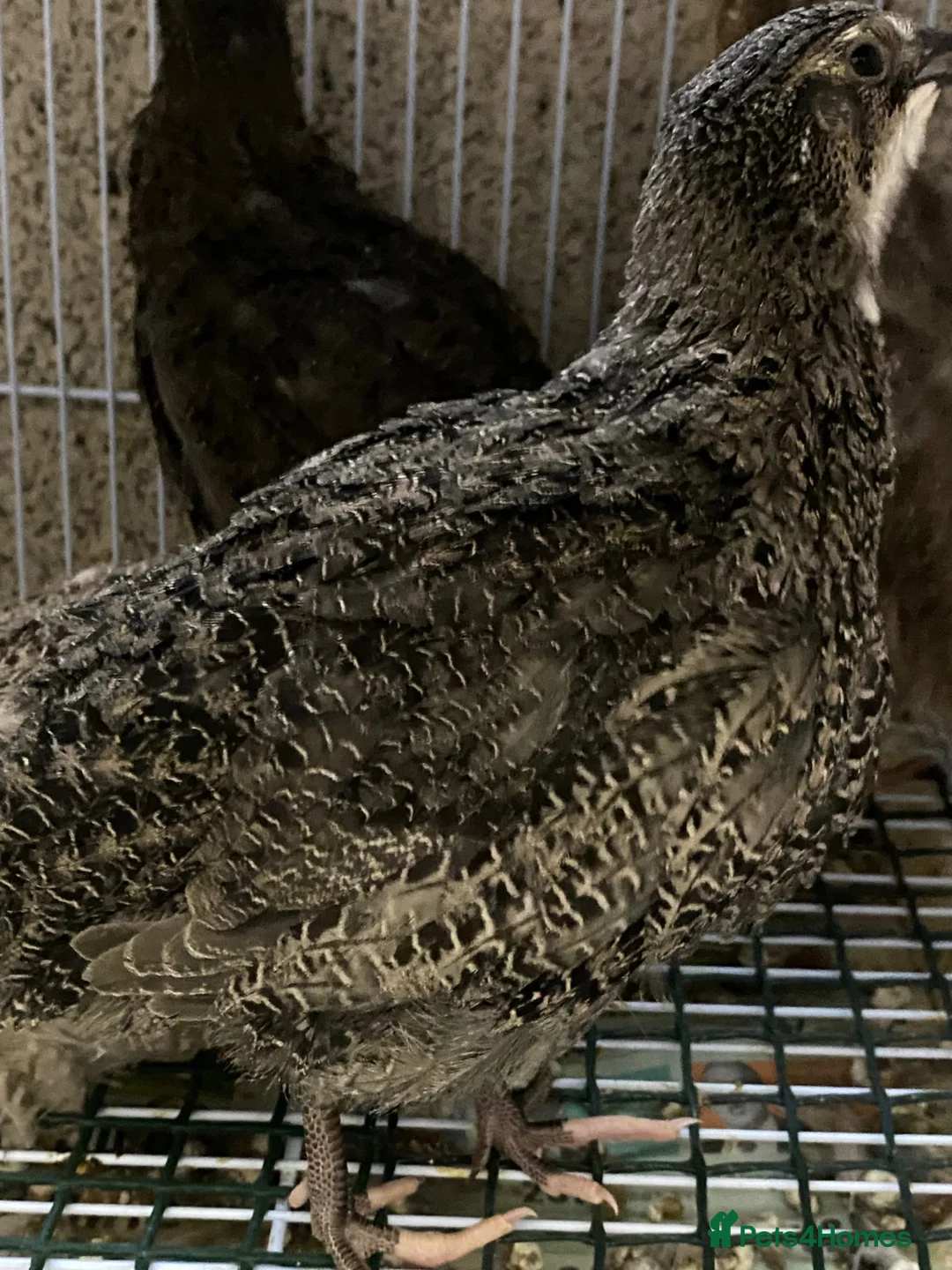Quail poultry for sale: Japanese quails  - Advert 9