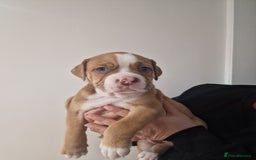 Mixed Breed dogs for sale: Beautiful Puppies–AmStaffy x Olde English Bulldog - Image 6