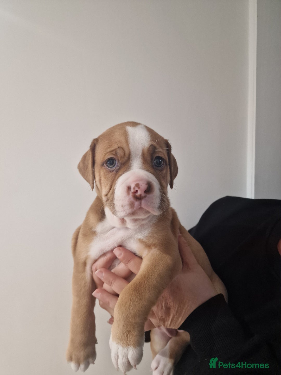 Mixed Breed dogs for sale: Beautiful Puppies–AmStaffy x Olde English Bulldog - Image 6