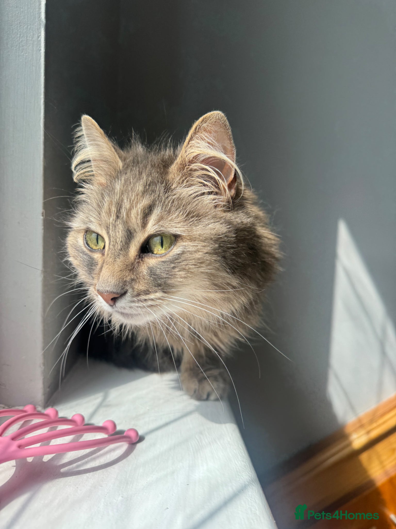 British Longhair cats Cat for sale  - Advert 3