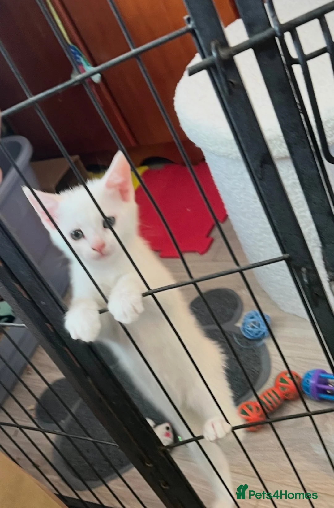 Mixed Breed cats for sale: White female kitten in Pontypool - Advert 2