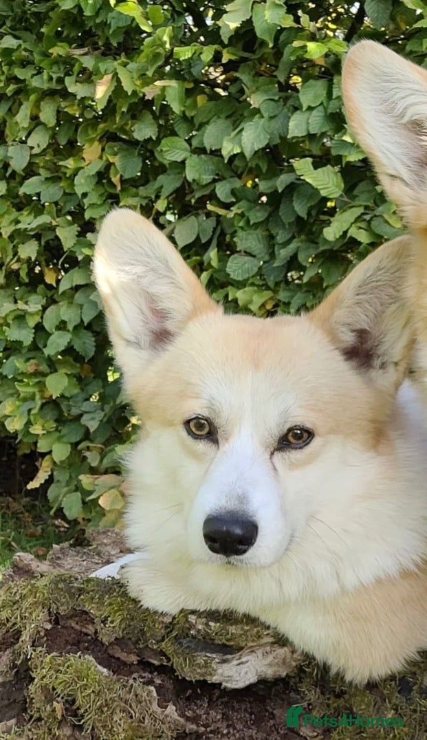 Welsh Corgi Pembroke dogs For sale my stud dog - Advert 4